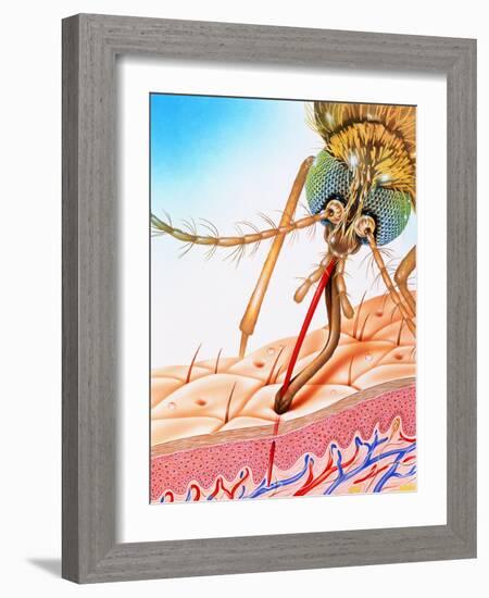 Mosquito Feeding-John Bavosi-Framed Photographic Print