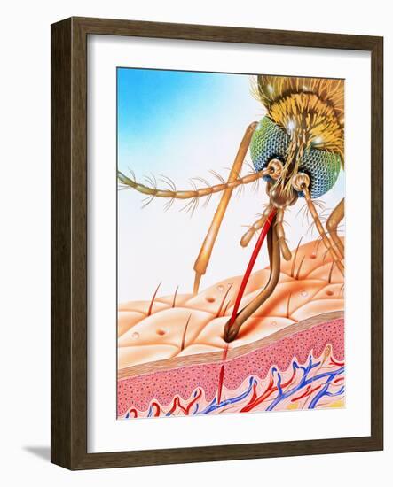 Mosquito Feeding-John Bavosi-Framed Photographic Print