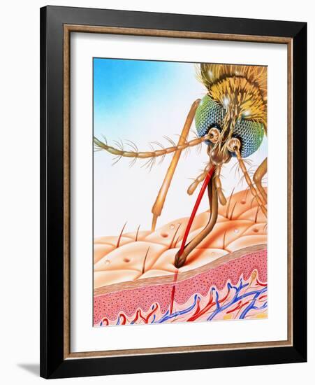 Mosquito Feeding-John Bavosi-Framed Photographic Print