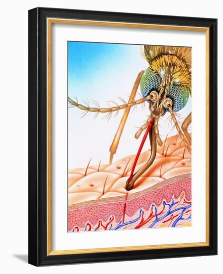 Mosquito Feeding-John Bavosi-Framed Photographic Print