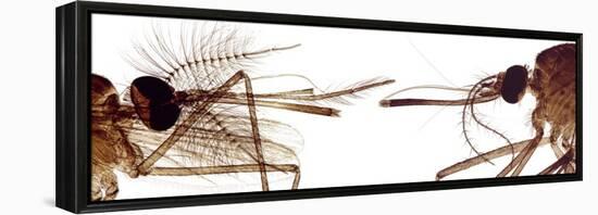 Mosquito Heads, Light Micrograph-Steve Gschmeissner-Framed Premier Image Canvas