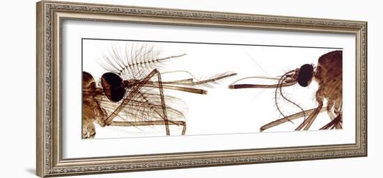 Mosquito Heads, Light Micrograph-Steve Gschmeissner-Framed Photographic Print