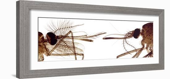 Mosquito Heads, Light Micrograph-Steve Gschmeissner-Framed Photographic Print