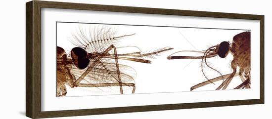 Mosquito Heads, Light Micrograph-Steve Gschmeissner-Framed Photographic Print