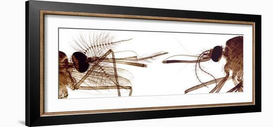 Mosquito Heads, Light Micrograph-Steve Gschmeissner-Framed Photographic Print