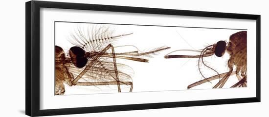 Mosquito Heads, Light Micrograph-Steve Gschmeissner-Framed Photographic Print