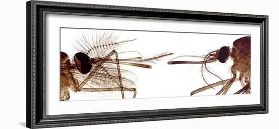 Mosquito Heads, Light Micrograph-Steve Gschmeissner-Framed Photographic Print