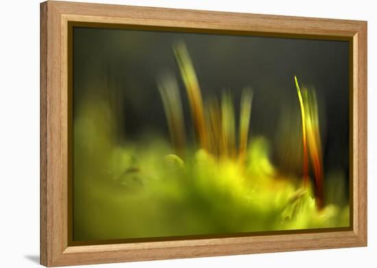 Moss 2-Ursula Abresch-Framed Premier Image Canvas