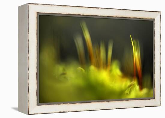 Moss 2-Ursula Abresch-Framed Premier Image Canvas