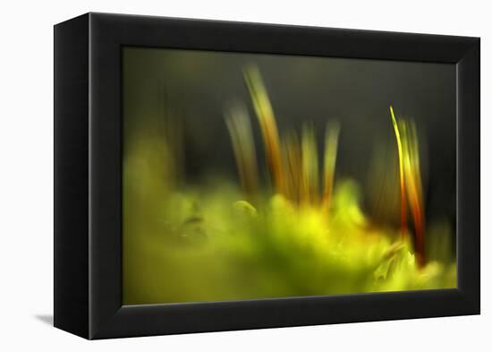 Moss 2-Ursula Abresch-Framed Premier Image Canvas