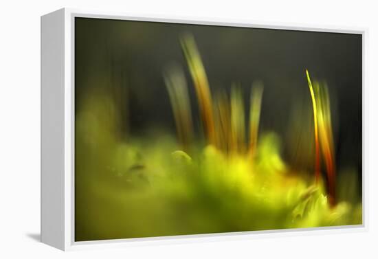 Moss 2-Ursula Abresch-Framed Premier Image Canvas