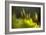 Moss 2-Ursula Abresch-Framed Photographic Print