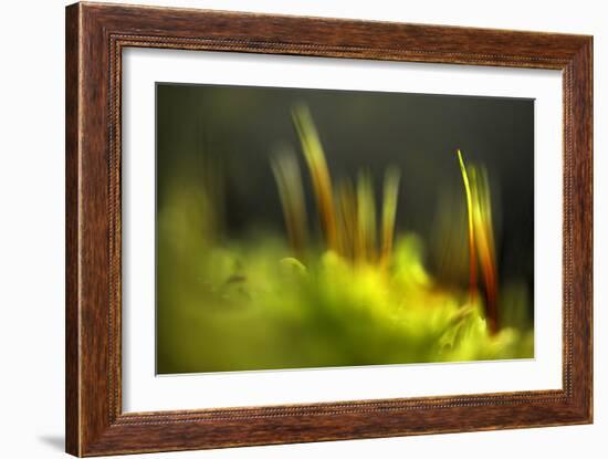 Moss 2-Ursula Abresch-Framed Photographic Print