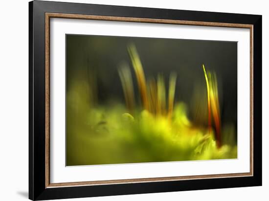 Moss 2-Ursula Abresch-Framed Photographic Print