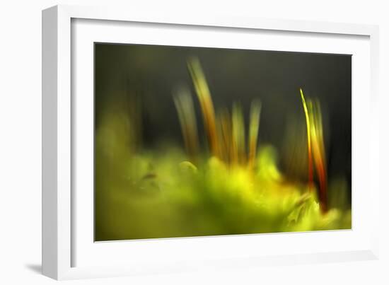 Moss 2-Ursula Abresch-Framed Photographic Print