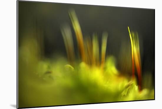 Moss 2-Ursula Abresch-Mounted Photographic Print