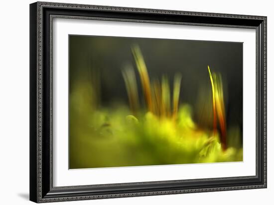 Moss 2-Ursula Abresch-Framed Photographic Print