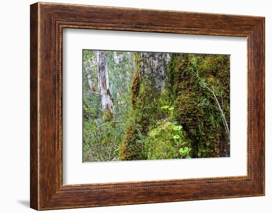 Moss and lichen covered bark in Patagonian Nothofagus beech forest, Alberto de Agostini National Pa-Alex Robinson-Framed Photographic Print