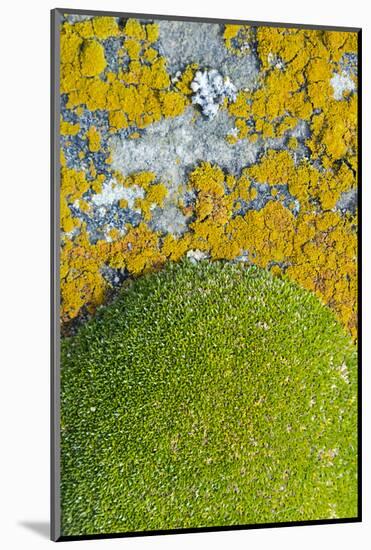 Moss and lichen, Saunders Island, Falkland Islands-Keren Su-Mounted Photographic Print