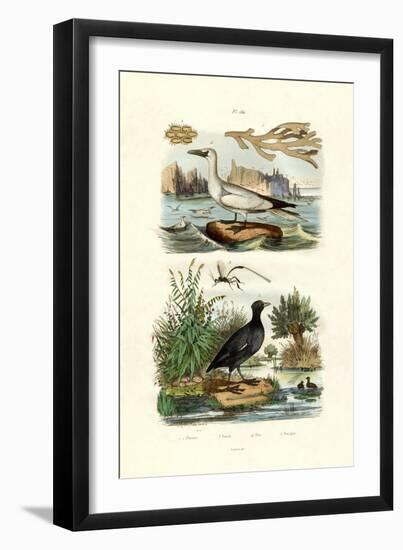 Moss Animal, 1833-39-null-Framed Giclee Print