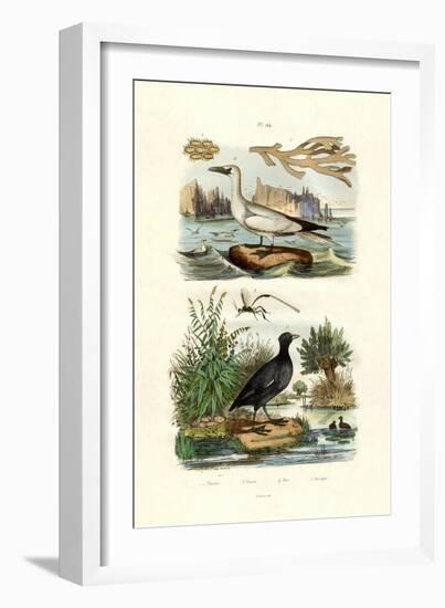 Moss Animal, 1833-39-null-Framed Giclee Print