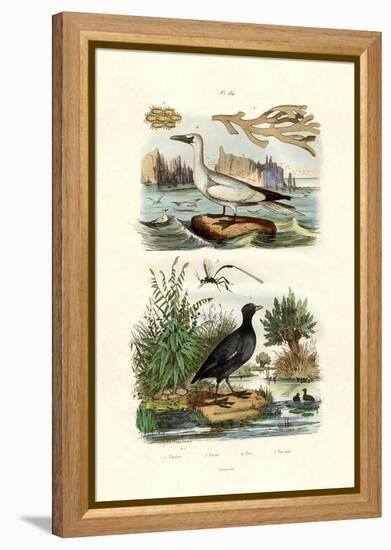 Moss Animal, 1833-39-null-Framed Premier Image Canvas