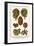 Moss Animal, Narrow Leaved Hornwrack, Breadcrumb Sponge, Pipe or Chimney Sponge, Lettuce Coral-Albertus Seba-Framed Art Print