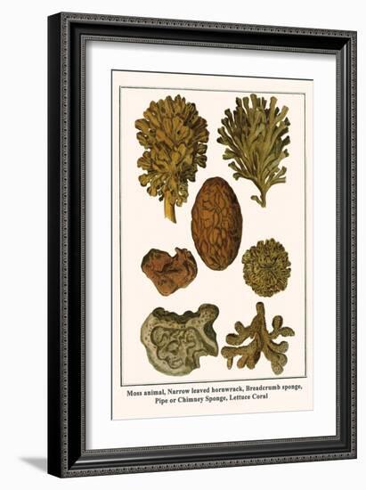 Moss Animal, Narrow Leaved Hornwrack, Breadcrumb Sponge, Pipe or Chimney Sponge, Lettuce Coral-Albertus Seba-Framed Art Print