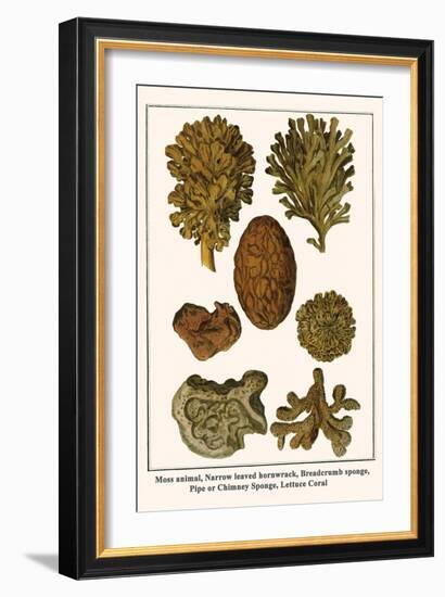 Moss Animal, Narrow Leaved Hornwrack, Breadcrumb Sponge, Pipe or Chimney Sponge, Lettuce Coral-Albertus Seba-Framed Art Print