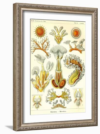 Moss Animals-Ernst Haeckel-Framed Art Print