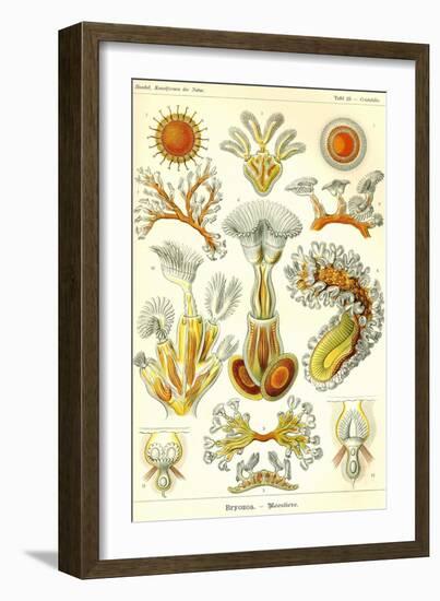 Moss Animals-Ernst Haeckel-Framed Art Print