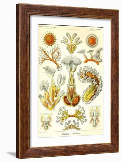 Moss Animals-Ernst Haeckel-Framed Art Print