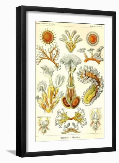 Moss Animals-Ernst Haeckel-Framed Art Print