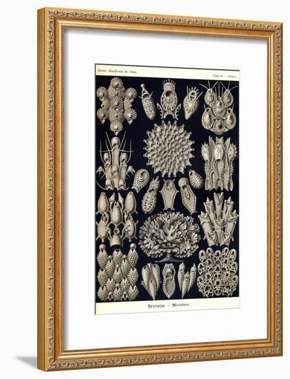 Moss Animals-Ernst Haeckel-Framed Art Print