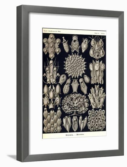 Moss Animals-Ernst Haeckel-Framed Art Print