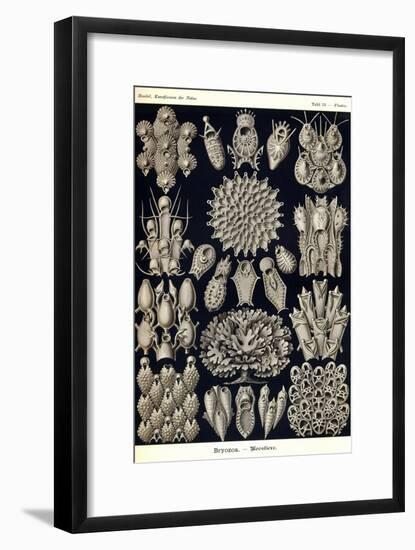 Moss Animals-Ernst Haeckel-Framed Art Print