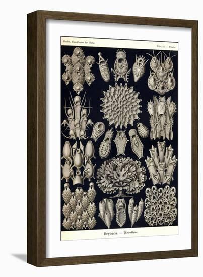 Moss Animals-Ernst Haeckel-Framed Art Print