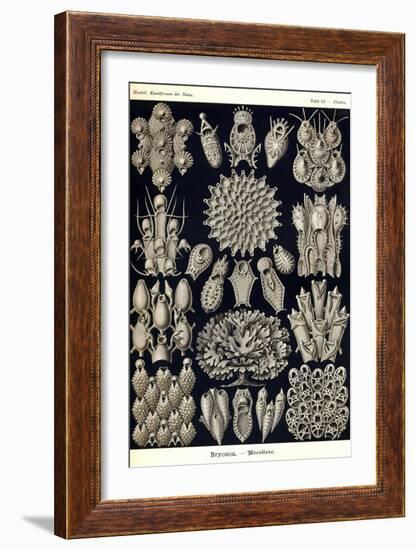 Moss Animals-Ernst Haeckel-Framed Art Print