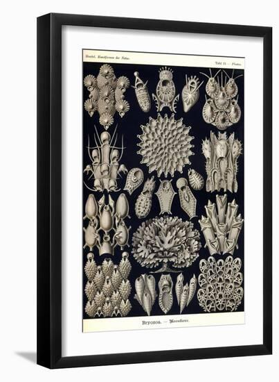 Moss Animals-Ernst Haeckel-Framed Art Print