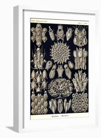 Moss Animals-Ernst Haeckel-Framed Art Print