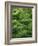 Moss, Bartramia Stricta-Thonig-Framed Photographic Print