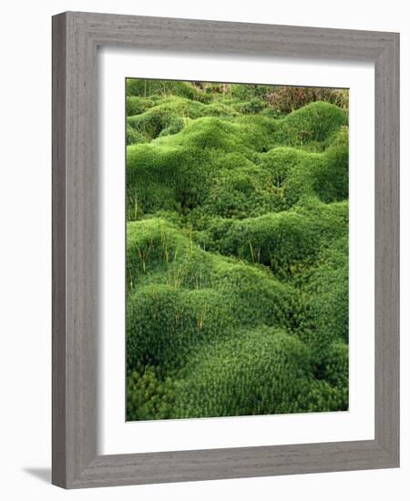 Moss, Bartramia Stricta-Thonig-Framed Photographic Print