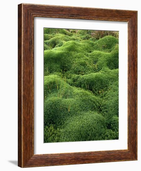 Moss, Bartramia Stricta-Thonig-Framed Photographic Print