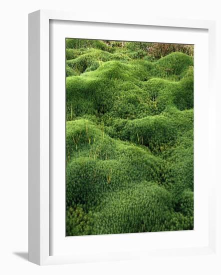 Moss, Bartramia Stricta-Thonig-Framed Photographic Print