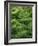 Moss, Bartramia Stricta-Thonig-Framed Photographic Print