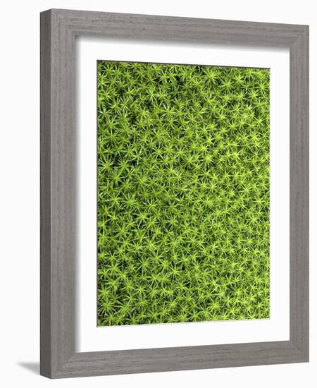 Moss, Bryopsida, Bartramia Stricta, Close-Up-Thonig-Framed Photographic Print