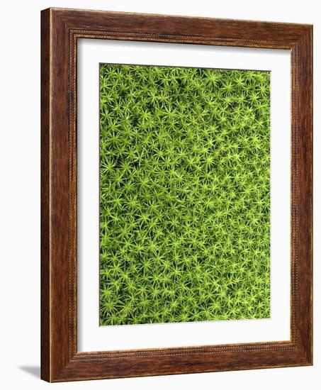 Moss, Bryopsida, Bartramia Stricta, Close-Up-Thonig-Framed Photographic Print