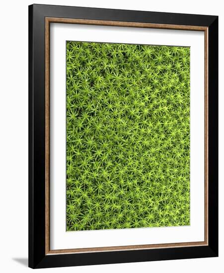 Moss, Bryopsida, Bartramia Stricta, Close-Up-Thonig-Framed Photographic Print