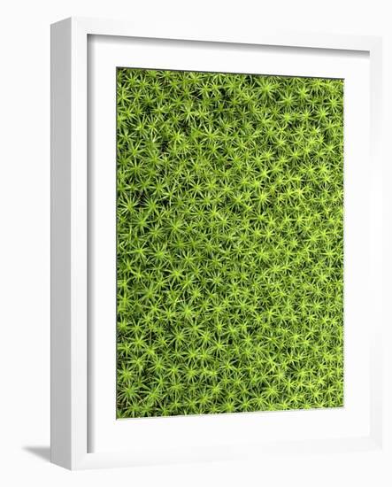 Moss, Bryopsida, Bartramia Stricta, Close-Up-Thonig-Framed Photographic Print
