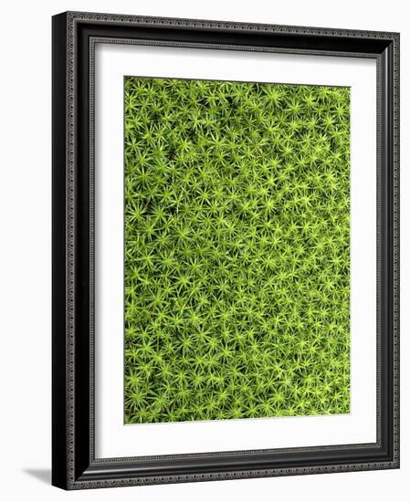 Moss, Bryopsida, Bartramia Stricta, Close-Up-Thonig-Framed Photographic Print